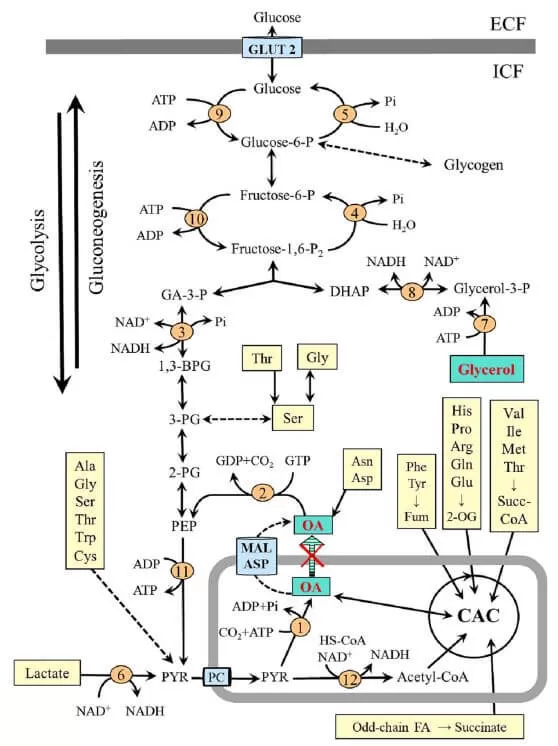 Figure 2. Glycolysis and gluconeogenesis in the liver (Holeček M. 2023)